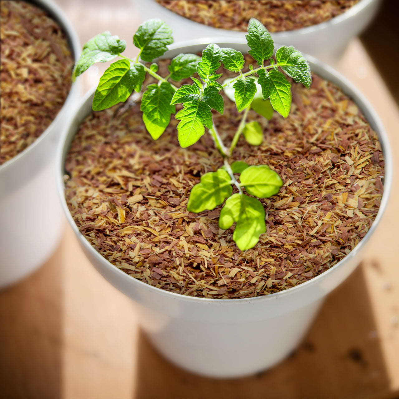100% Natural Cedar Chips,Mulch,Repellent (4 Quart)