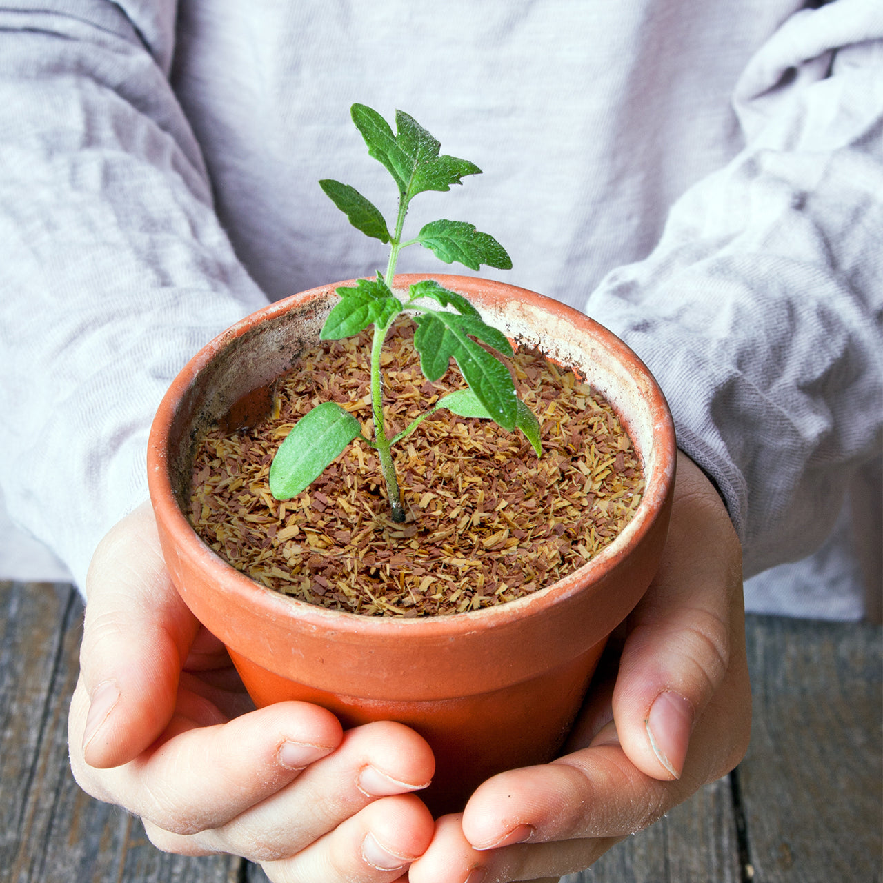 100% Natural Cedar Chips,Mulch,Repellent (4 Quart) – Wood Smith USA