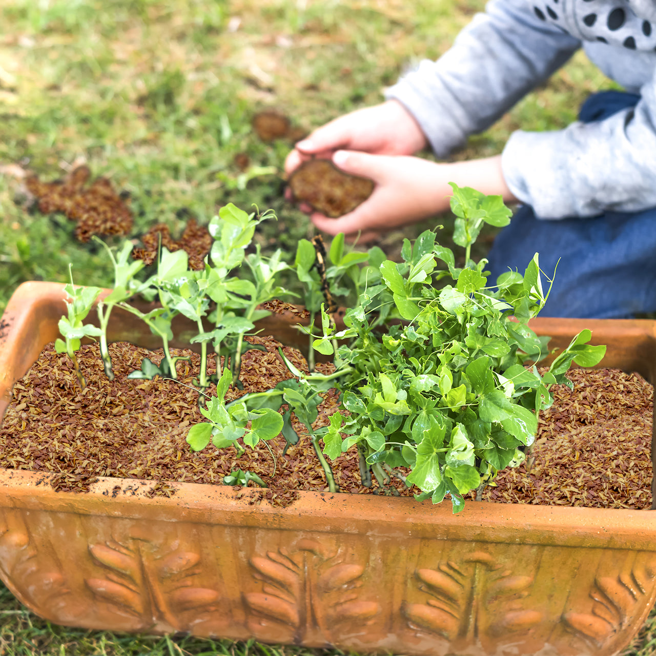 100% Natural Cedar Chips,Mulch,Repellent (4 Quart)